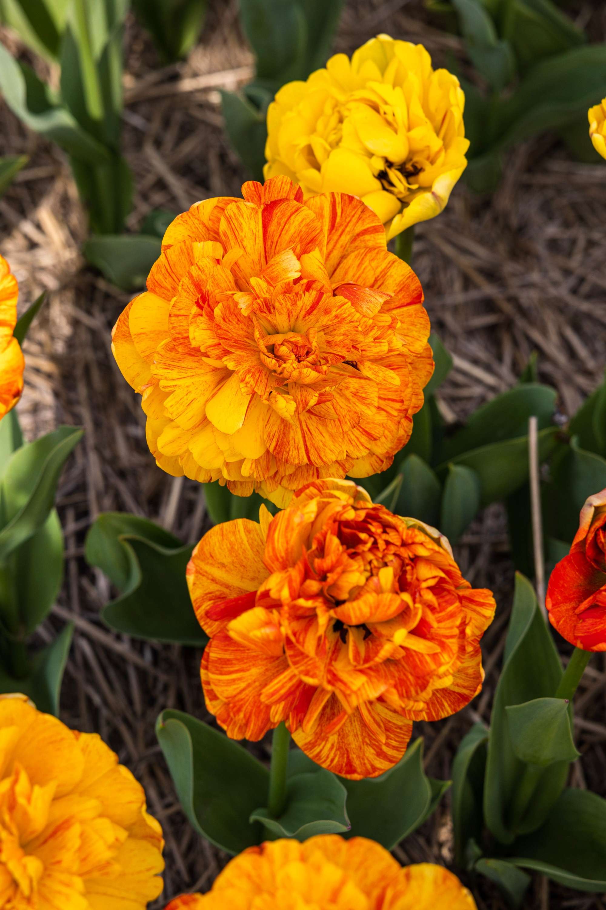 Tulpe 'Sun Lover'